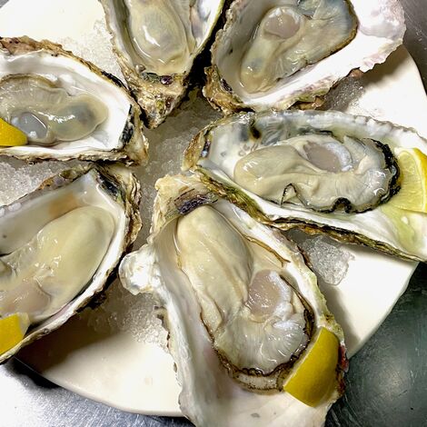 OYSTERS